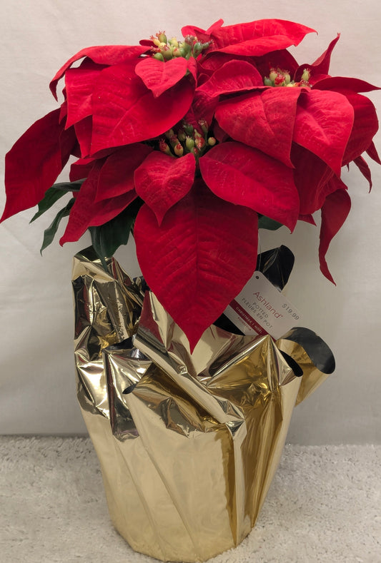 New! Ashland Potted Poinsettia